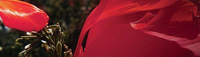 portion of the artwork for Lois Beebe Hayna's poem