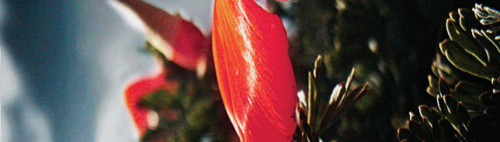 portion of the artwork for Lois Beebe Hayna's poem