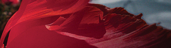 portion of the artwork for Lois Beebe Hayna's poem