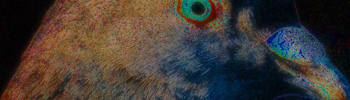 portion of the artwork for Jon Rosen's fiction