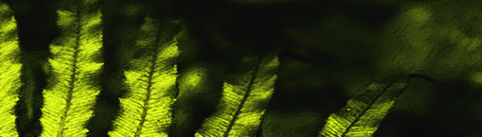 portion of the artwork for Helen Wickes' poetry