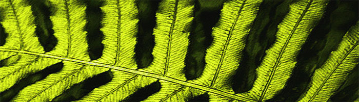 portion of the artwork for Helen Wickes' poetry