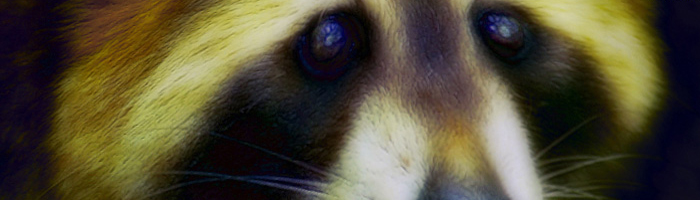 portion of the artwork for Ross McMeekin's fiction