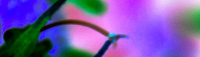 portion of the artwork for Lucille Lang Day's poetry