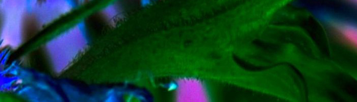 portion of the artwork for Lucille Lang Day's poetry