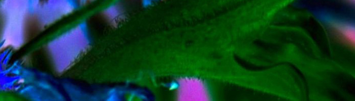 portion of the artwork for Lucille Lang Day's poetry