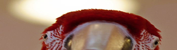 portion of the artwork for Daphne Buter's fiction