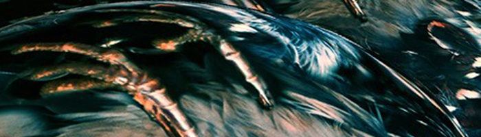 portion of the artwork for Emile DeWeaver's poetry