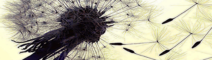 portion of the artwork for Kim Freeman's nonfiction