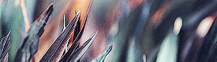 portion of the artwork for Ivy Grimes' poetry