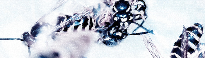 portion of the artwork for Faith Shearin's short story