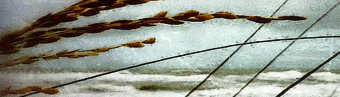 portion of the artwork for Sean Lovelace's short story