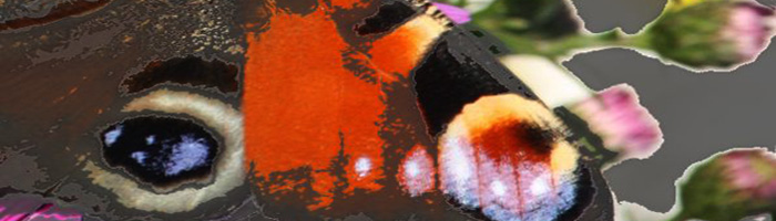 portion of the artwork for Brandon Wells' fiction