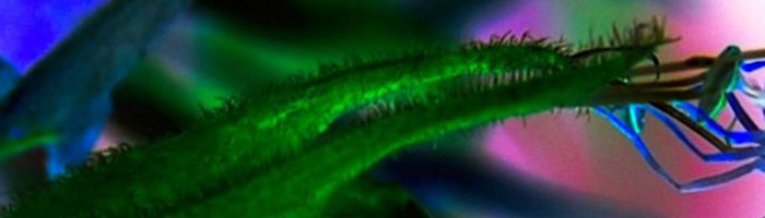 portion of the artwork for Lucille Lang Day's poetry