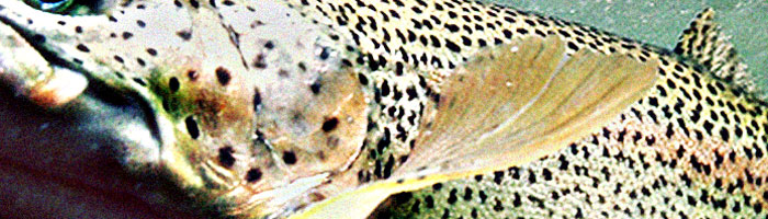portion of the artwork for Dan Townsend's fiction