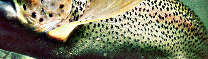 portion of the artwork for Dan Townsend's fiction